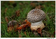 Grey Spotted Amanita